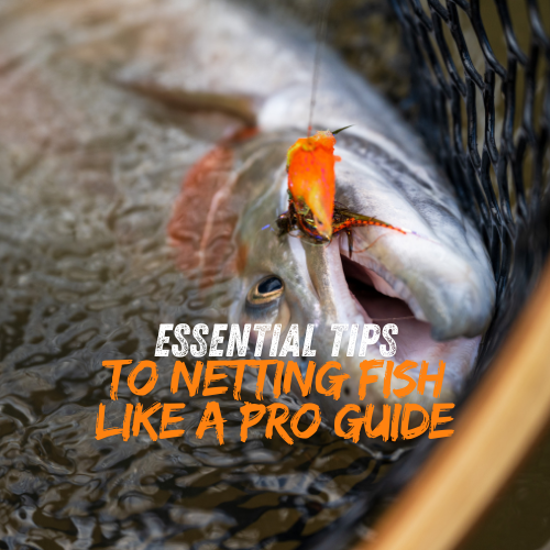 Tips to Netting Fish like a pro